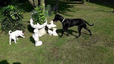 Service : chien Service : chien