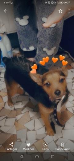 Service : chien Service : chien