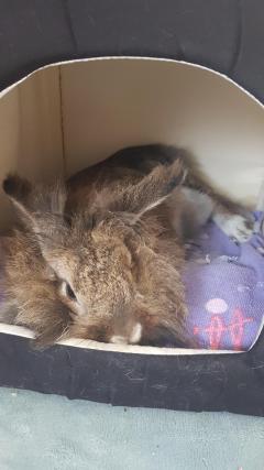 Service : garde lapin Service : garde lapin