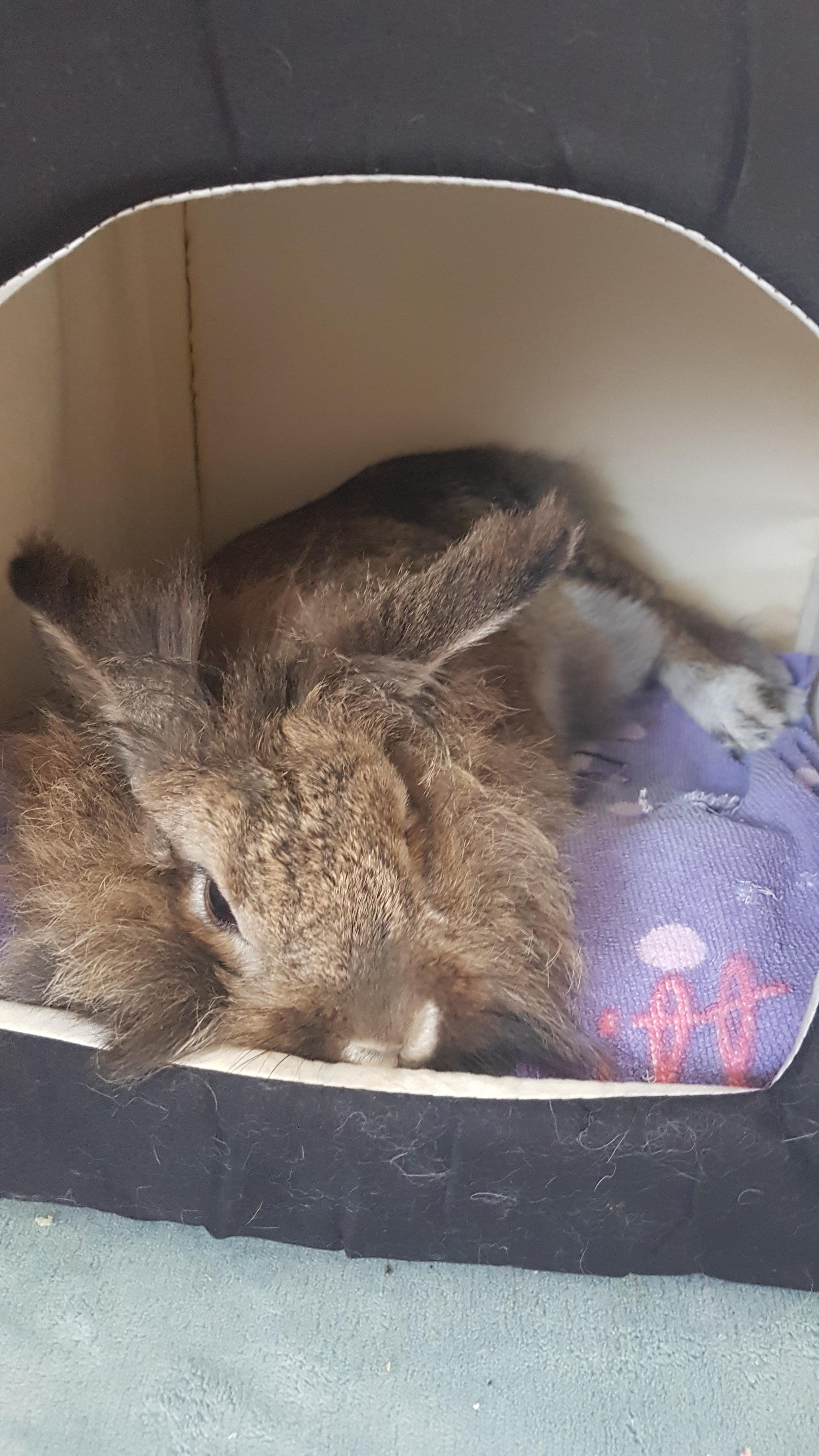 Service garde lapin 17 entre particuliers