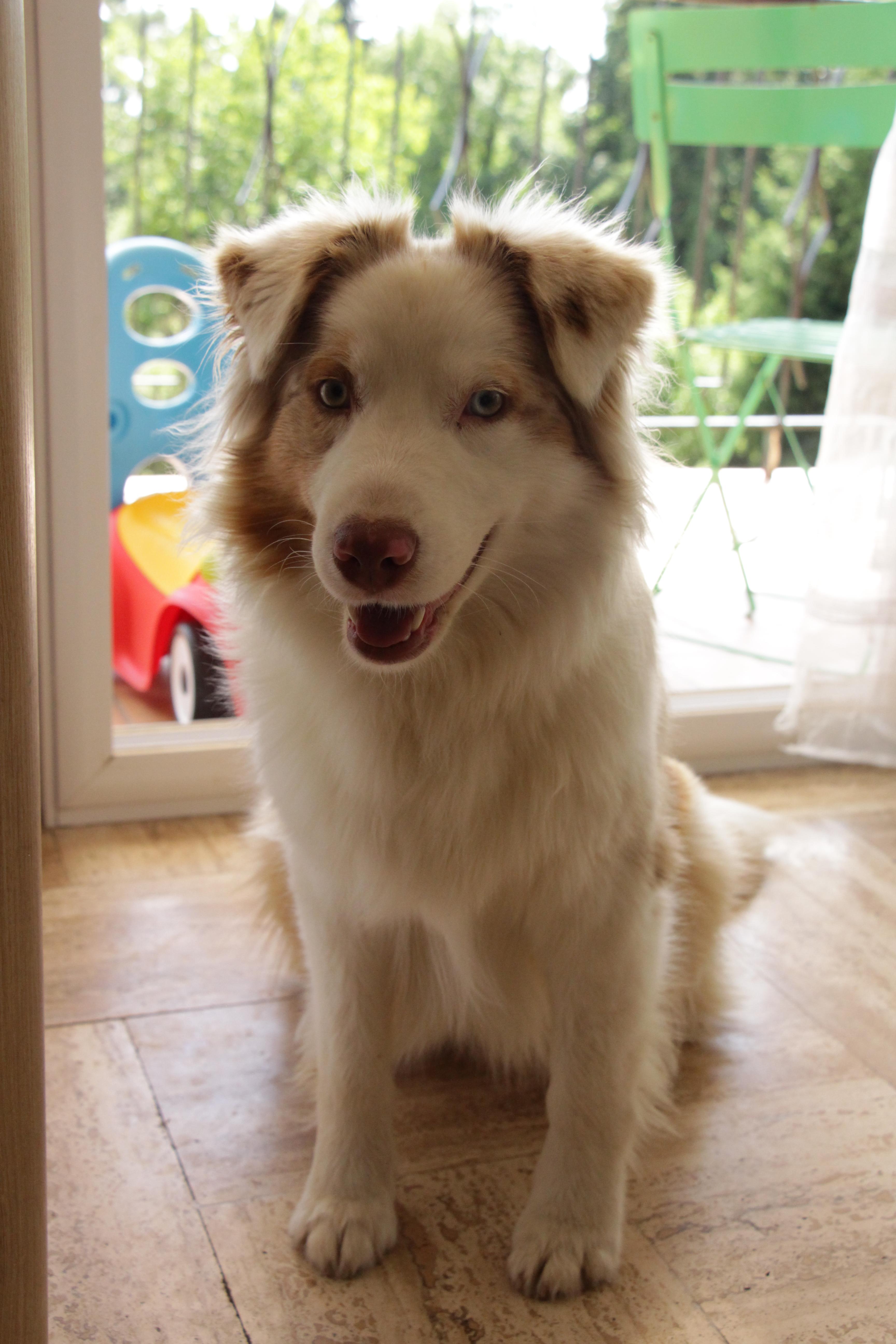 Service chien 02 entre particuliers