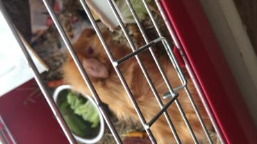 Service : rongeur Service : rongeur