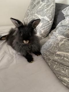 Service : garde animaux Service : garde animaux