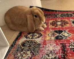 Service garde lapin entre particuliers