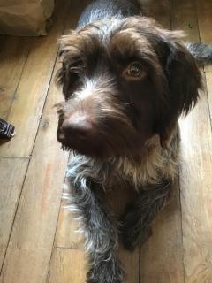 Service : chien Service : chien