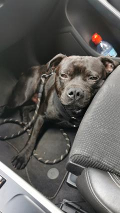 Service : chien Service : chien