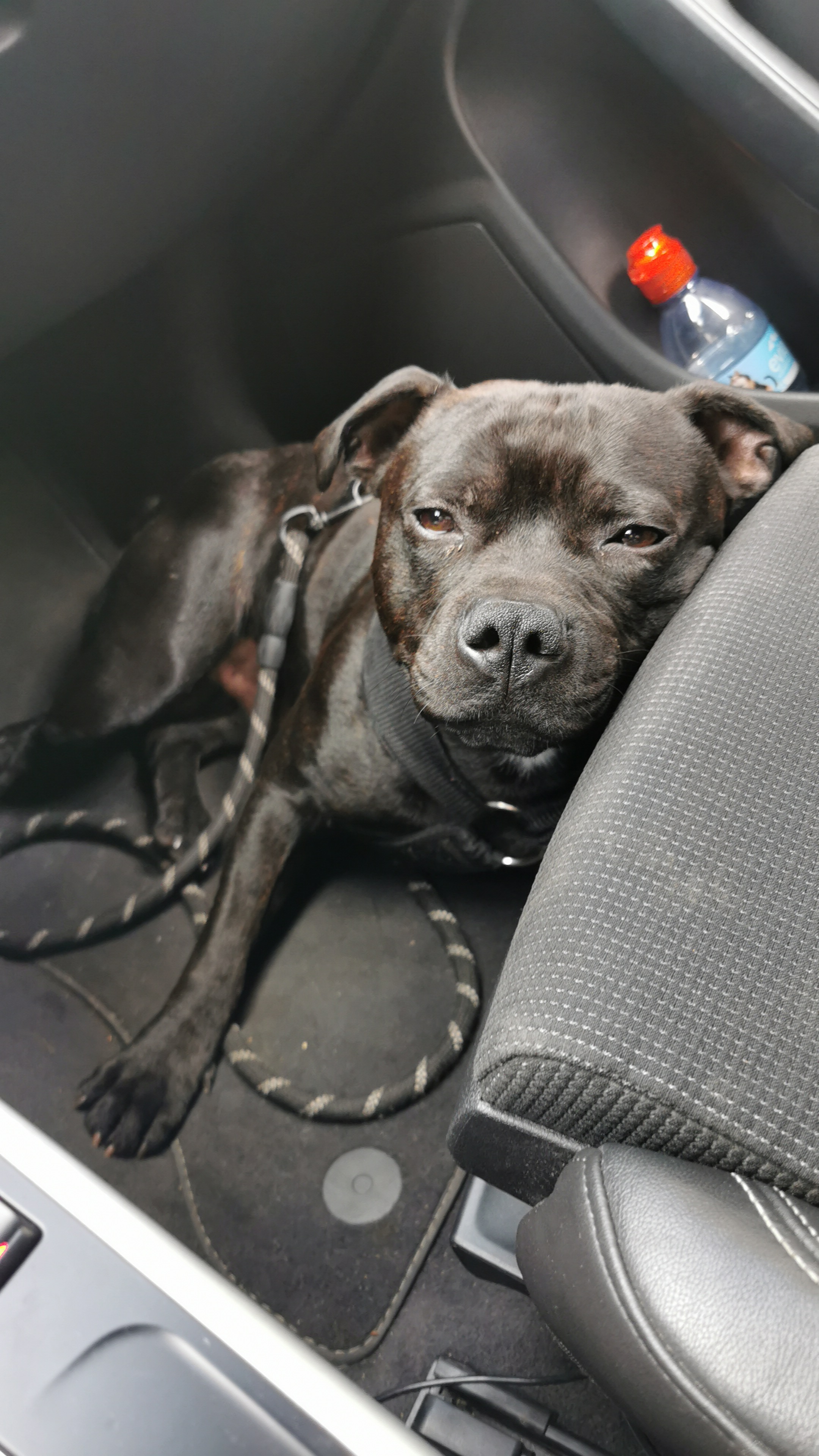 Service chien 77 entre particuliers
