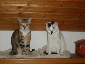 Service : chat Service : chat