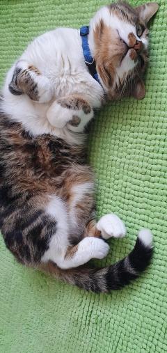 Service : chat Service : chat