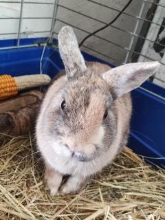 Service : garde lapin Service : garde lapin