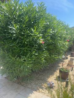 Service : taille de haies Service : taille de haies