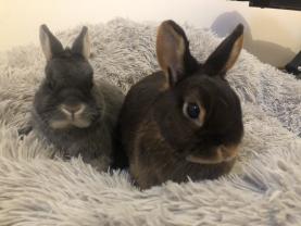 Service : garde lapin Service : garde lapin