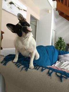 Service : garde animaux Service : garde animaux