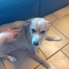 Service : chien Service : chien