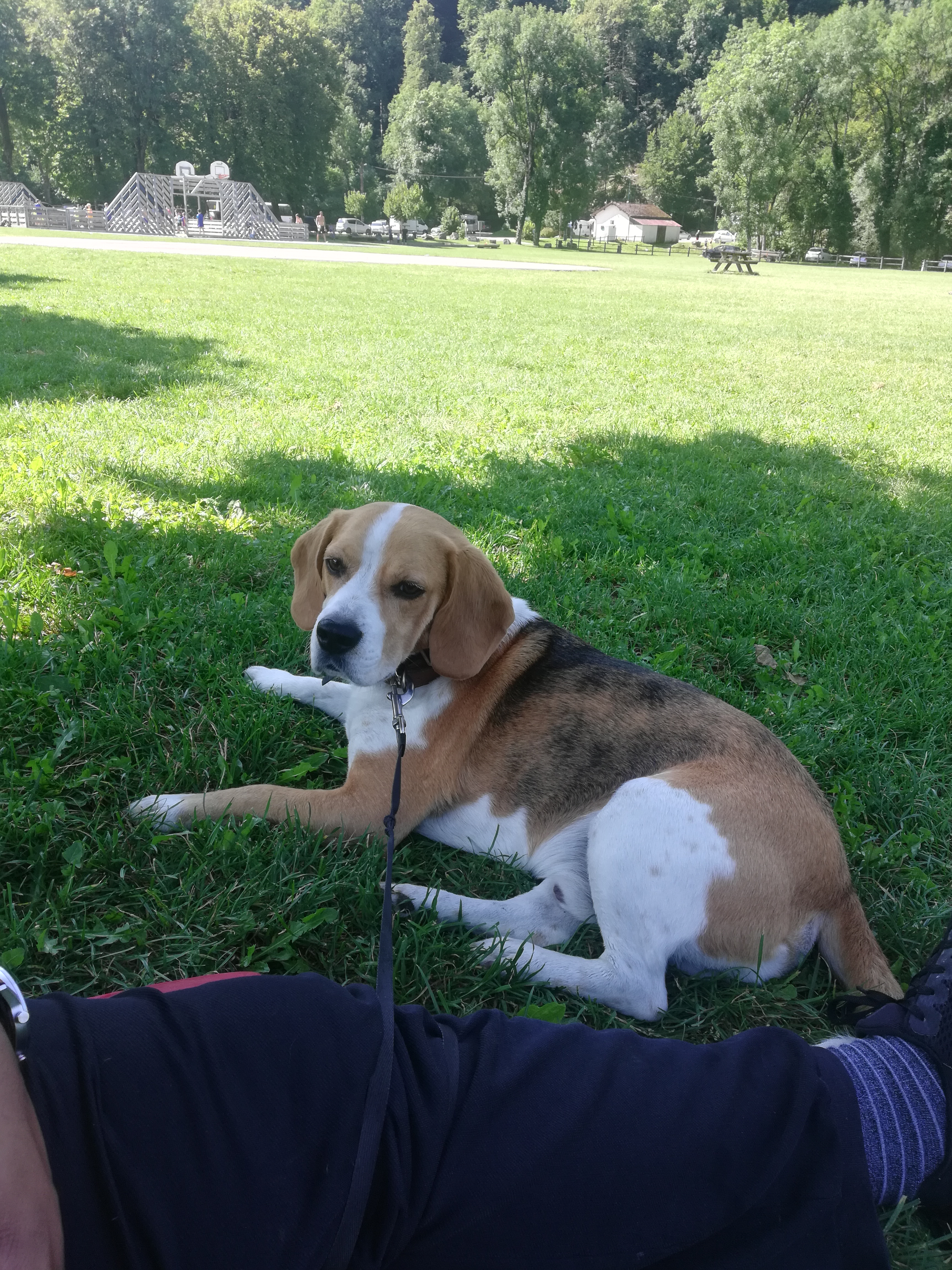 Service chien 89 entre particuliers
