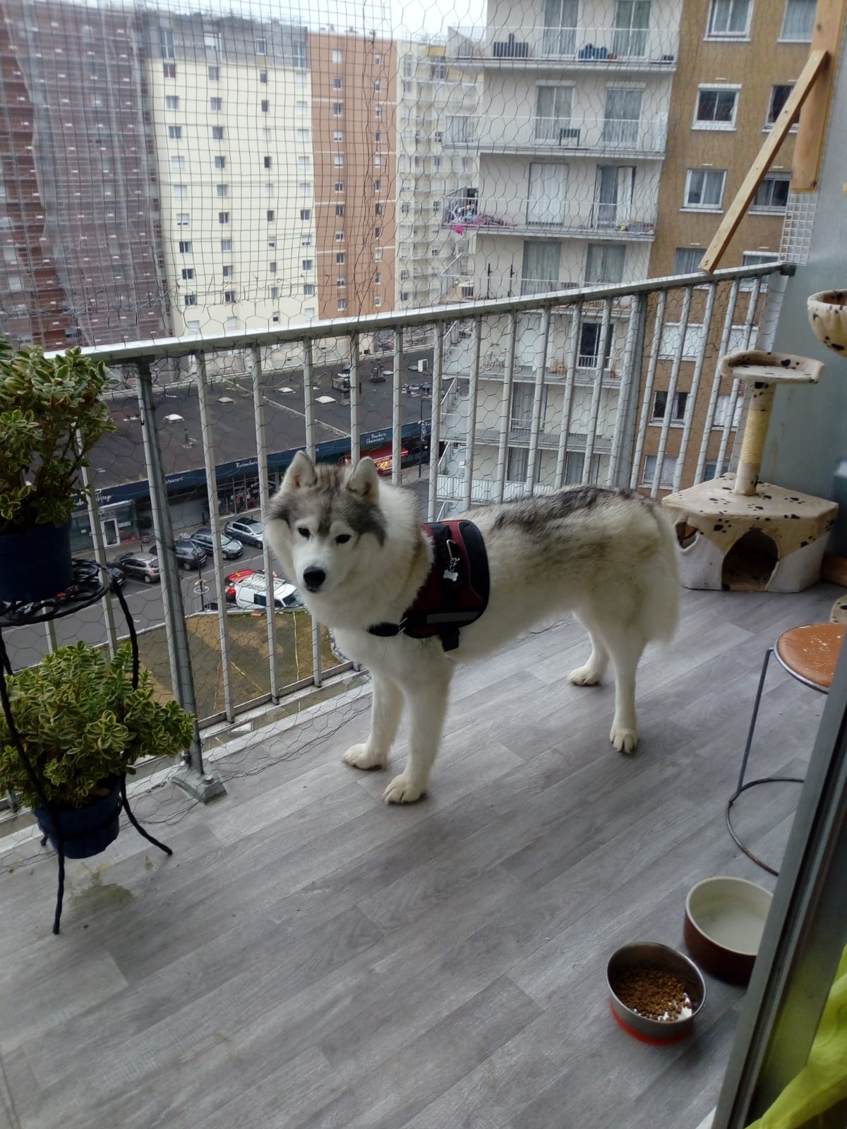 Service chien 77 entre particuliers
