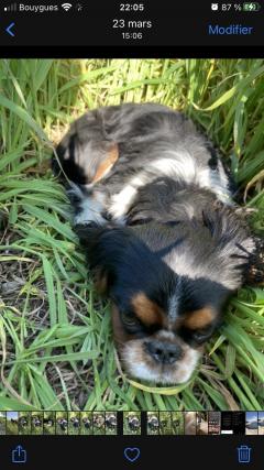 Service : garde animaux Service : garde animaux