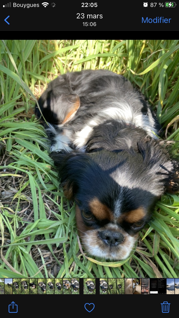 Service garde animaux 13 entre particuliers