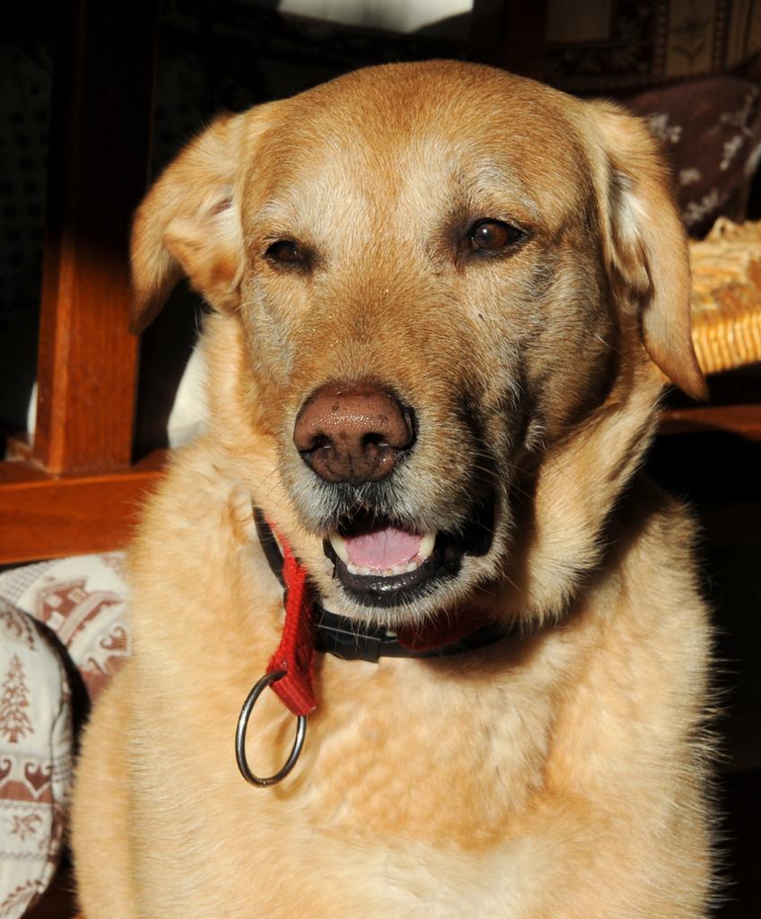 Service chien 04 entre particuliers