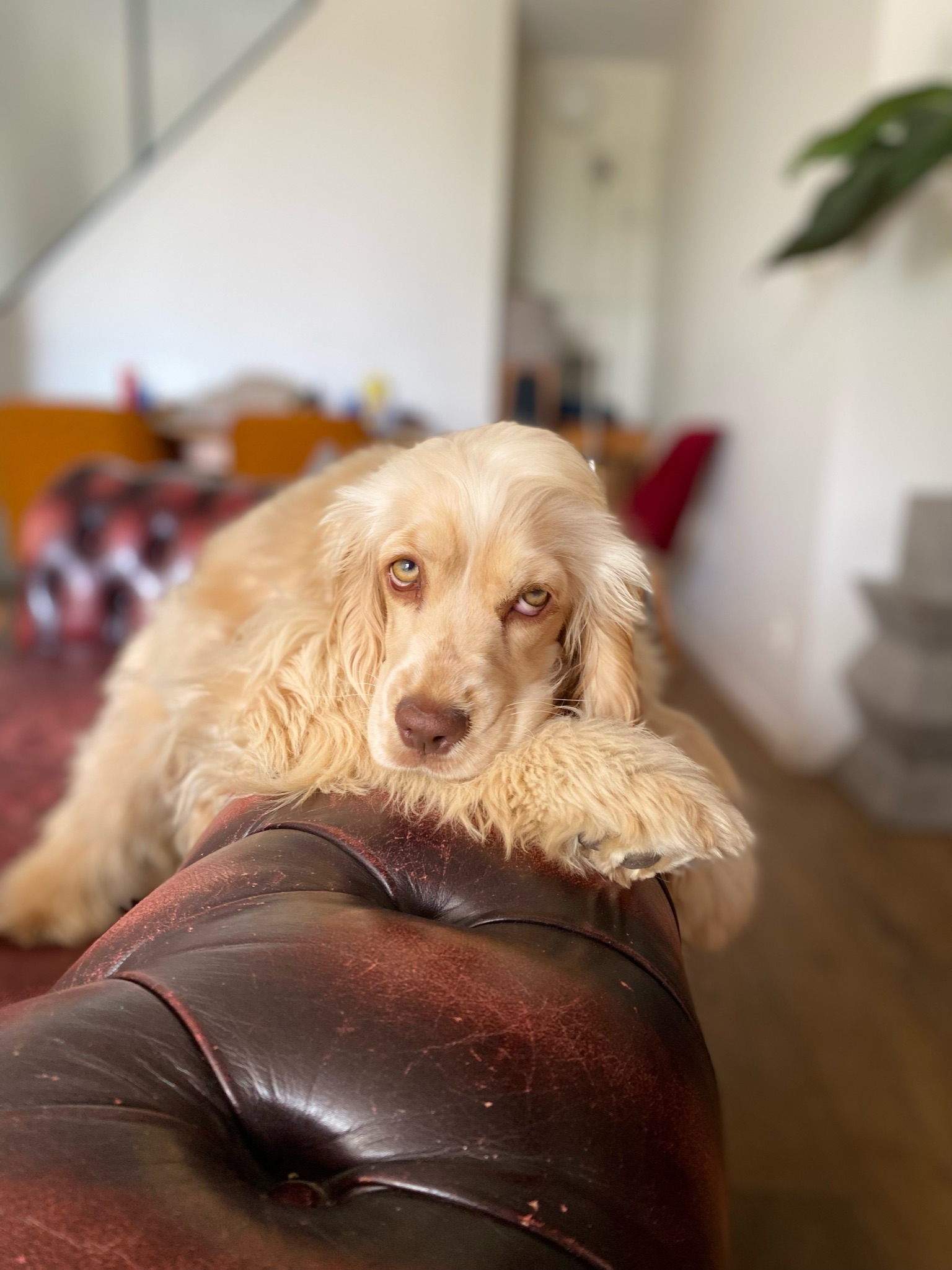 Service chien 69 entre particuliers