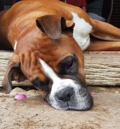 Service : chien Service : chien