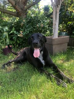 Service : chien Service : chien