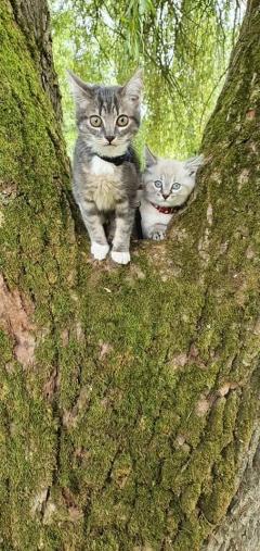 Demander ce petsitter