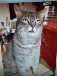 Demander ce catsitter