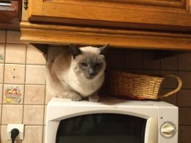 Service : chat Service : chat