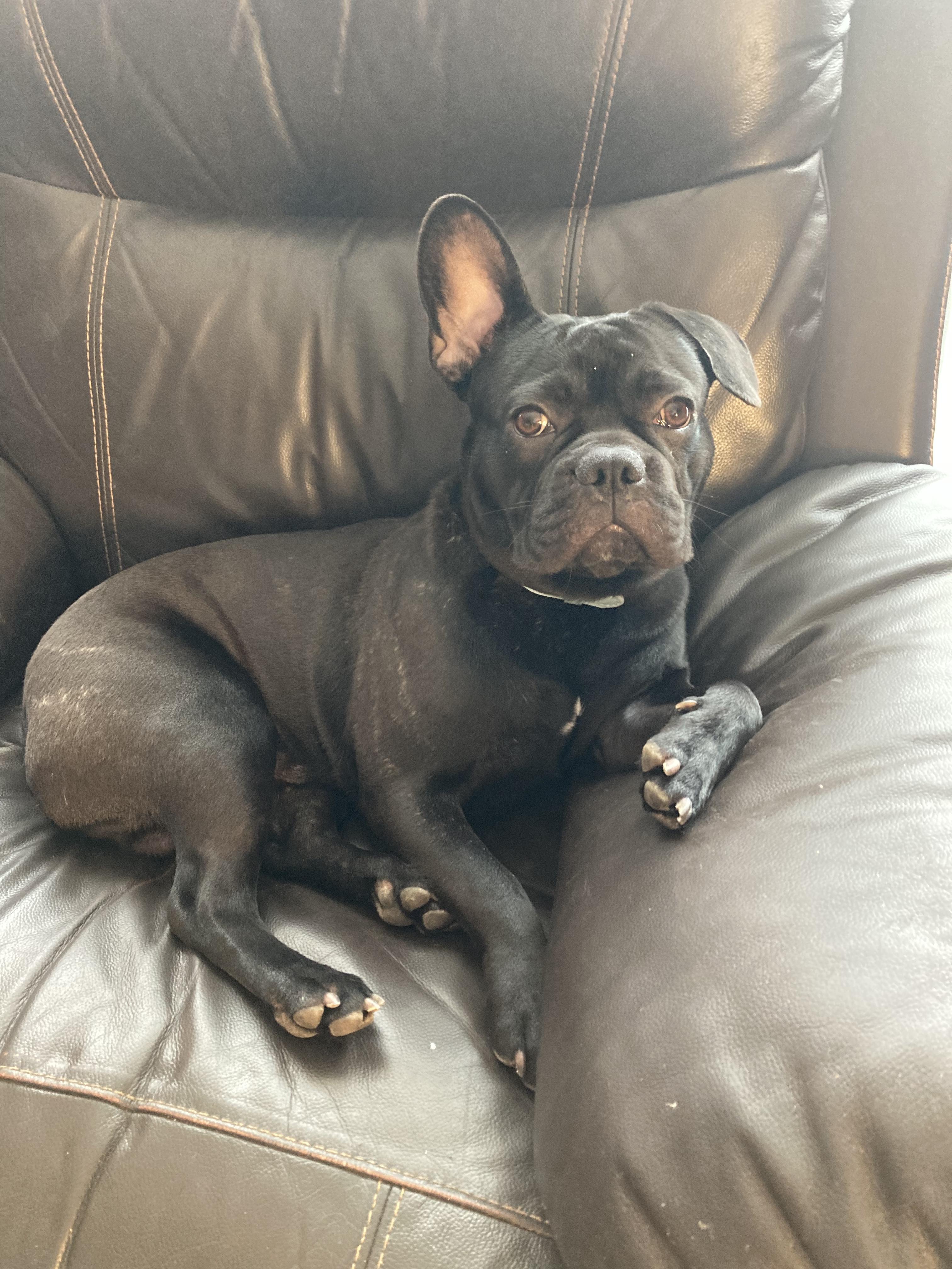 Service garde animaux 95 entre particuliers