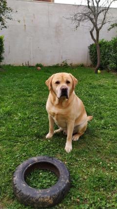 Service : chien Service : chien