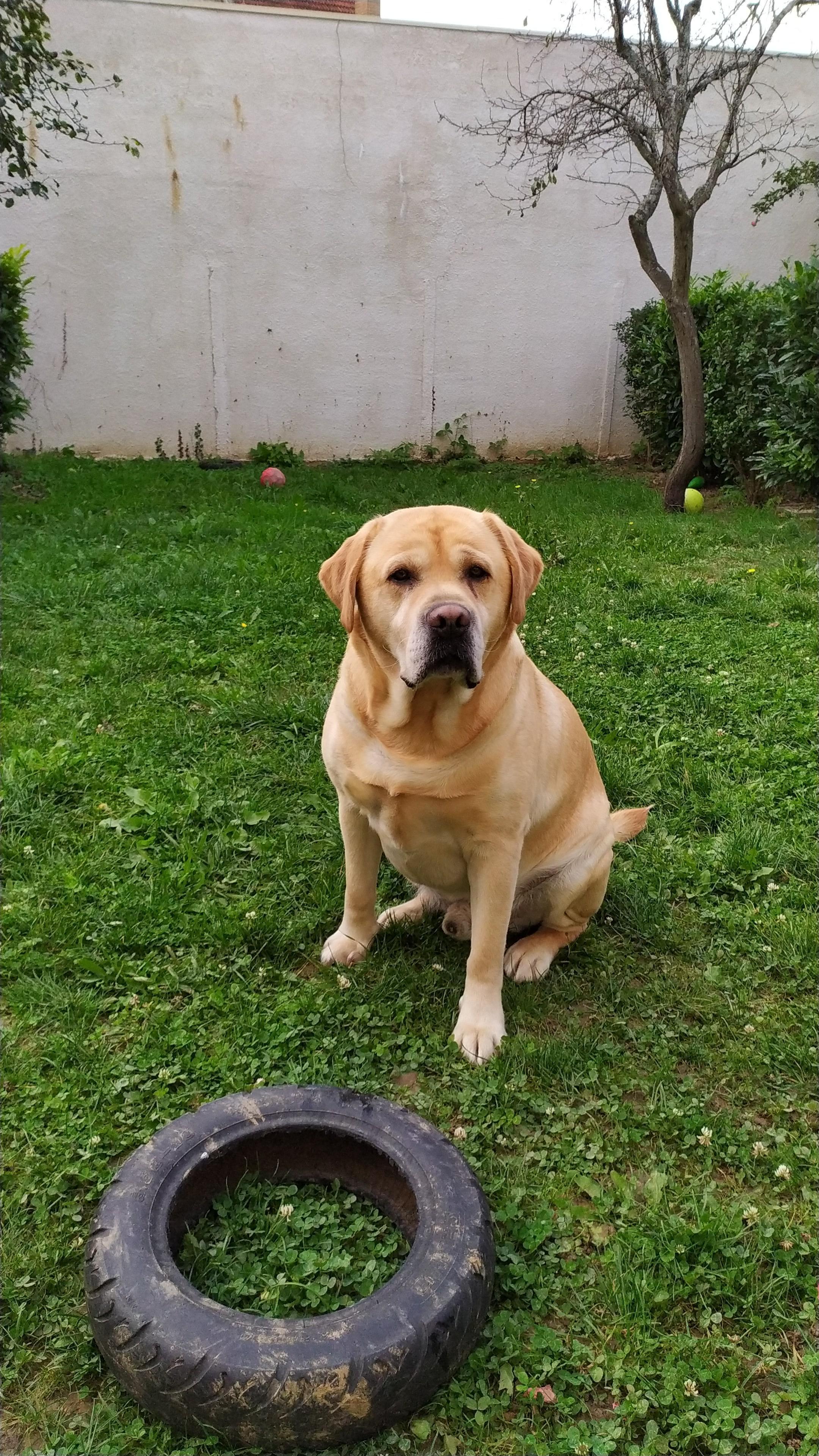Service chien 91 entre particuliers