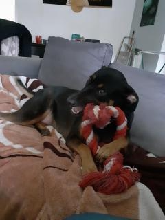 Service : chien Service : chien