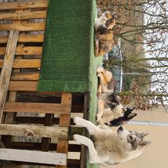 Service chien entre particuliers