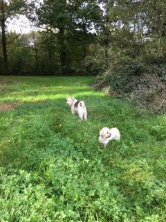 Service : chien Service : chien