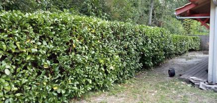 Service : elagage Service : elagage