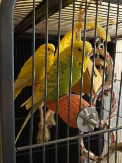 Service : oiseaux Service : oiseaux