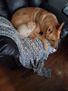 Service : chien Service : chien