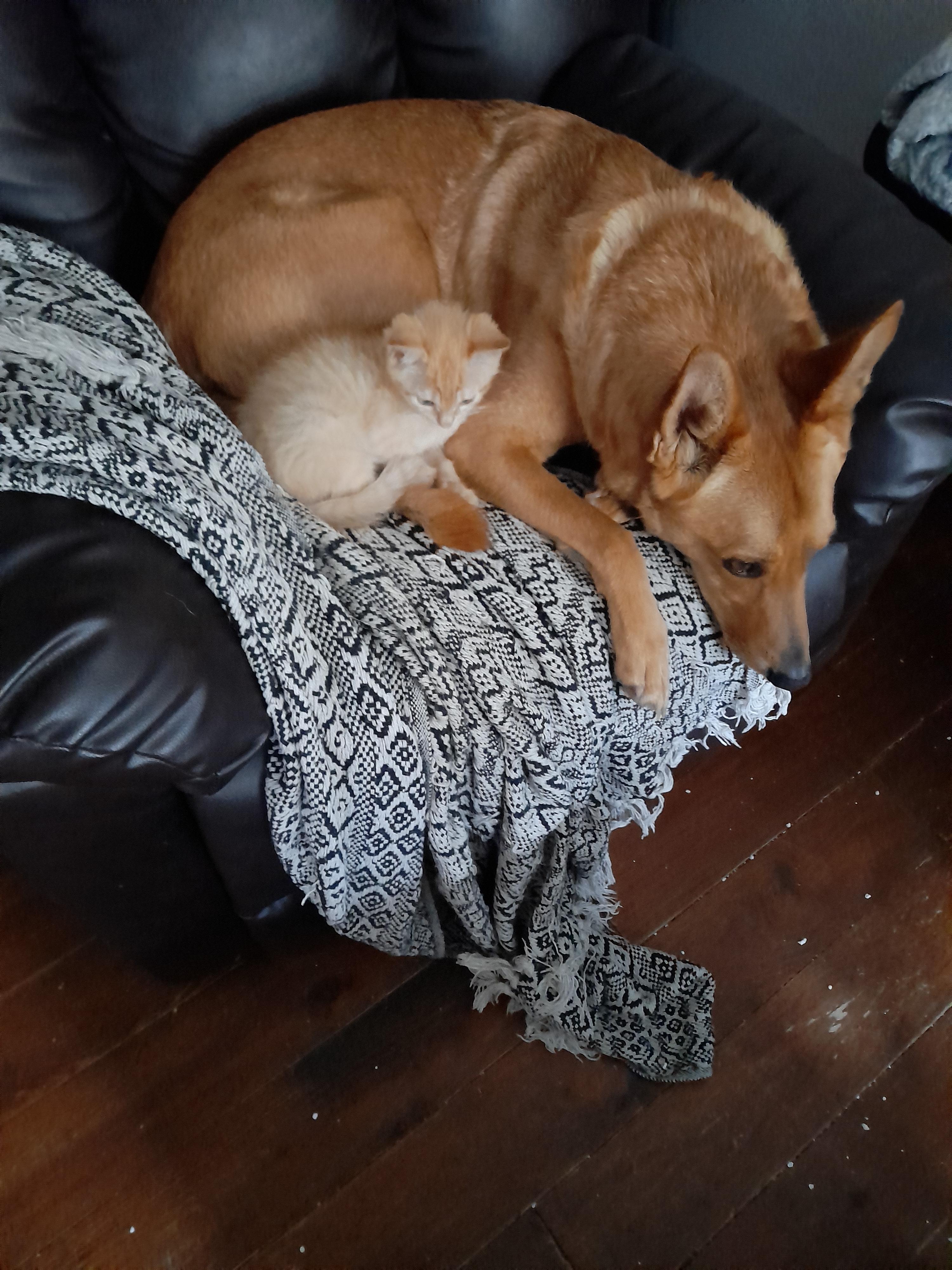 Service chien 80 entre particuliers