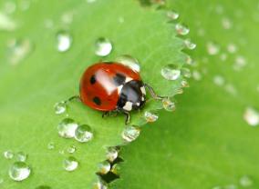 Location jardin potager entre particuliers