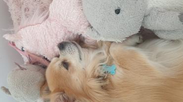 Service : chien Service : chien