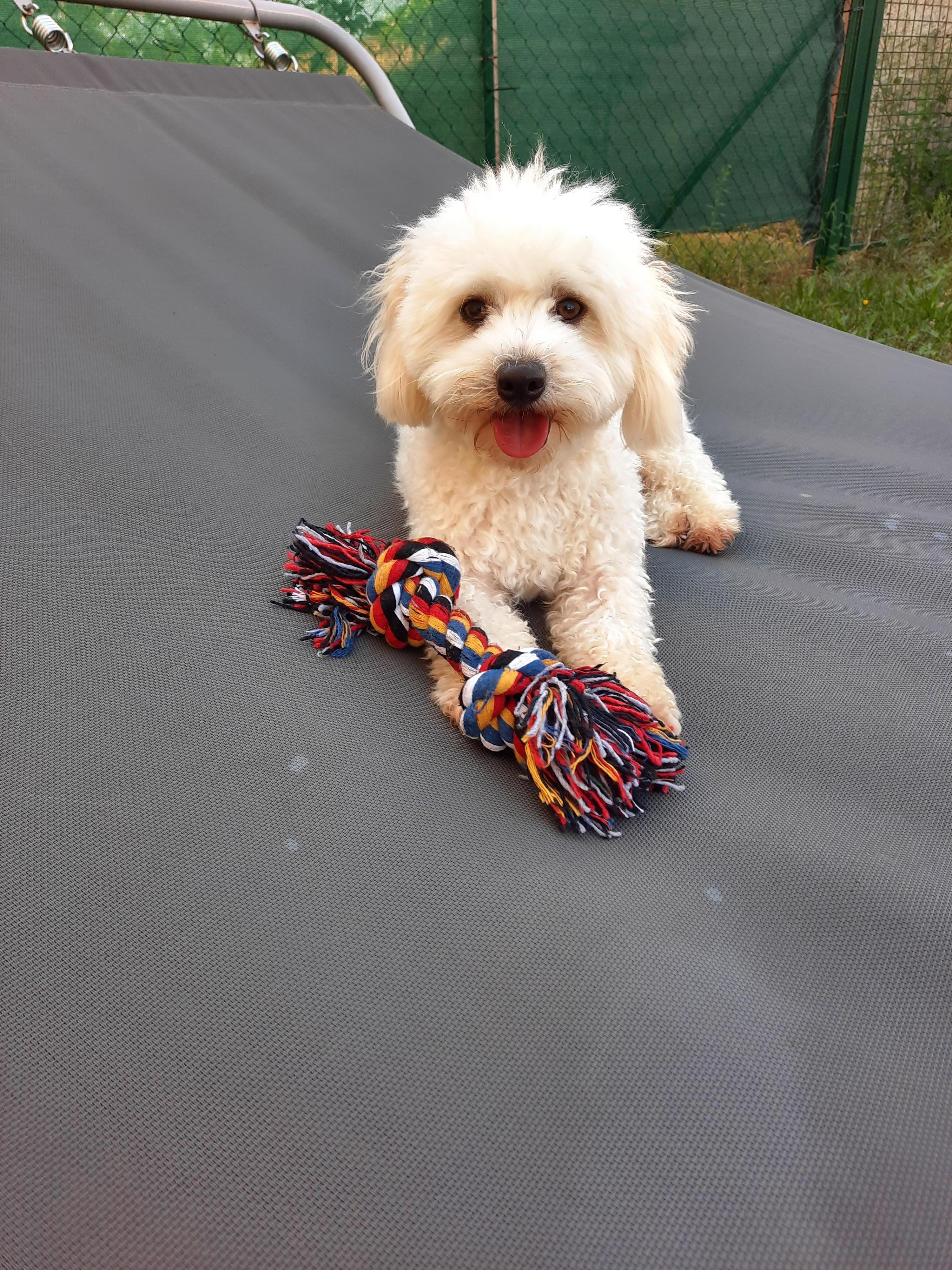 Service chien 33 entre particuliers