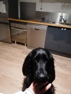 Service : chien Service : chien