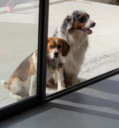 Demander ce petsitter