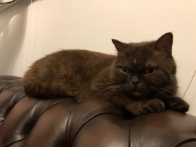 Service : chat Service : chat