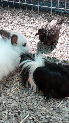 Service : rongeur Service : rongeur