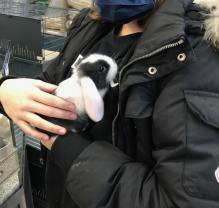 Service : garde lapin Service : garde lapin