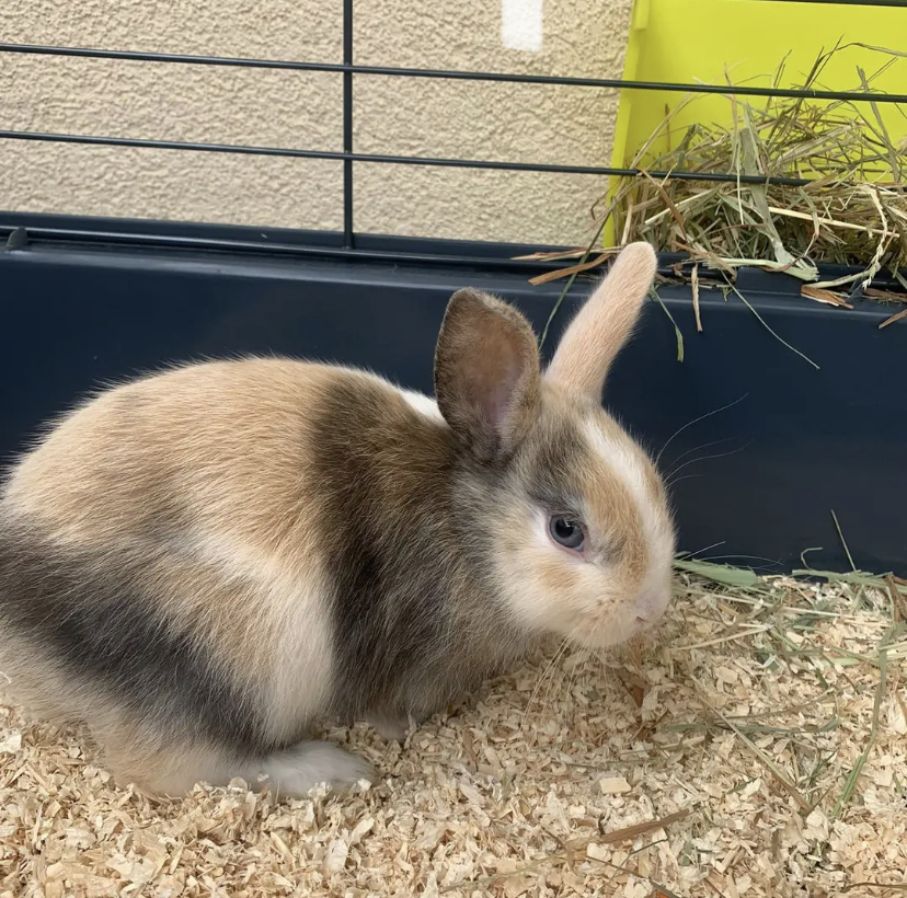 Service garde lapin 06 entre particuliers