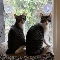 Service : chat Service : chat