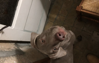 Service : chien Service : chien